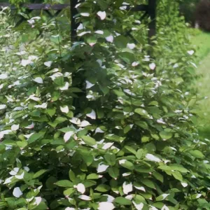 Samčia rastlina mini kiwi Adam (Actinidia kolomikta)