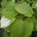 Pestrý mini kiwi Dr Szymanowski (Actinidia kolomikta)