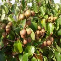 Pestrý mini kiwi Dr Szymanowski (Actinidia kolomikta)