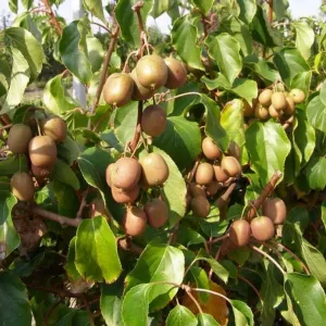Pestrý mini kiwi Dr Szymanowski (Actinidia kolomikta)