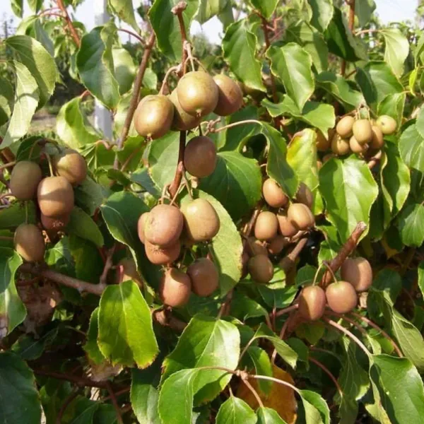Pestrý mini kiwi Dr Szymanowski (Actinidia kolomikta)