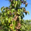 Pestrý mini kiwi Dr Szymanowski (Actinidia kolomikta)