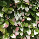 Pestrý mini kiwi Dr Szymanowski (Actinidia kolomikta)