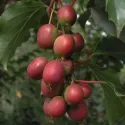 Červenoplodé mini kiwi Ken's Red (Actinidia arguta)