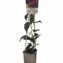 Červenoplodé mini kiwi Ken's Red (Actinidia arguta)