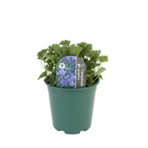 Gargánsky zvonček (Campanula garganica)