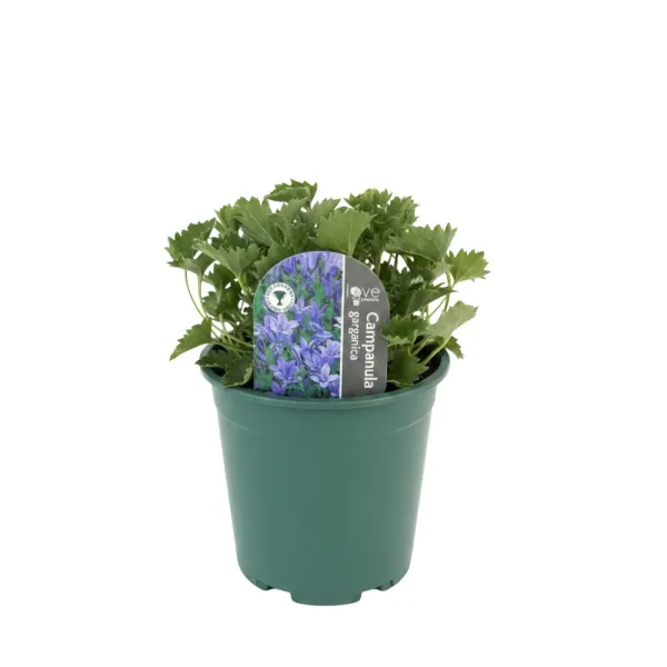 Gargánsky zvonček (Campanula garganica)
