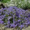 Gargánsky zvonček (Campanula garganica)