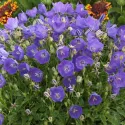 Modrý zvonček Pearl Blue (Campanula)