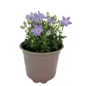 Modrý zvonček Pearl Blue (Campanula)