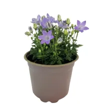Modrý zvonček Pearl Blue (Campanula)