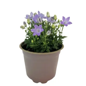 Modrý zvonček Pearl Blue (Campanula)