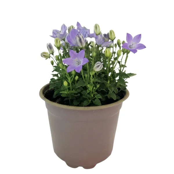 Modrý zvonček Pearl Blue (Campanula)