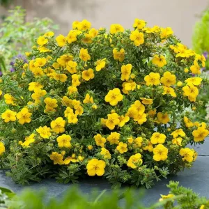 Nátržník krovitý Goldstar (Potentilla fruticosa)