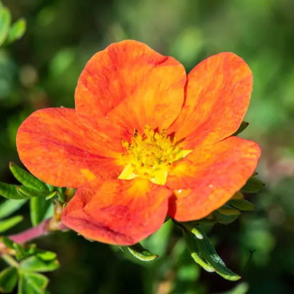 Nátržník Red Ace (Potentilla)