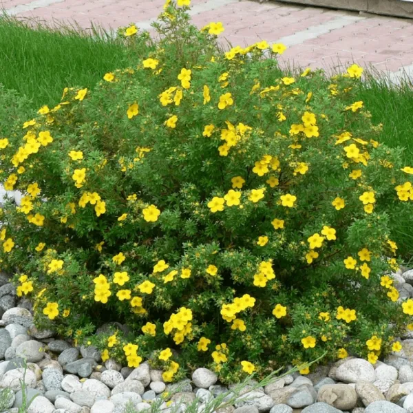 Nátržník Sommerflor (Potentilla)