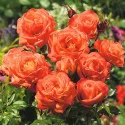 Ruža Floribunda Orange