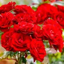 Ruža Floribunda Red