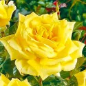 Čajová ruža Yellow