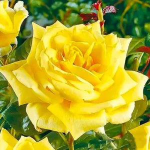 Čajová ruža Yellow