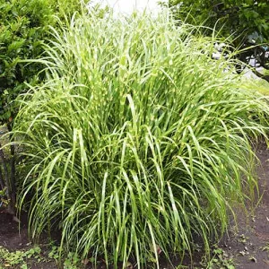 Slonia tráva (Miscanthus) Zebrinus
