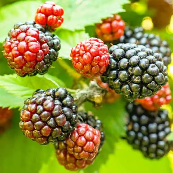 Ostružina Tricolor