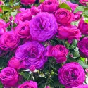 Ruža Floribunda Dark Pink