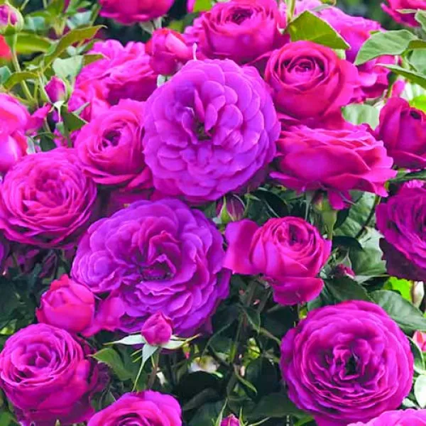 Ruža Floribunda Dark Pink
