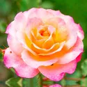 Čajová ruža Lemon Pink