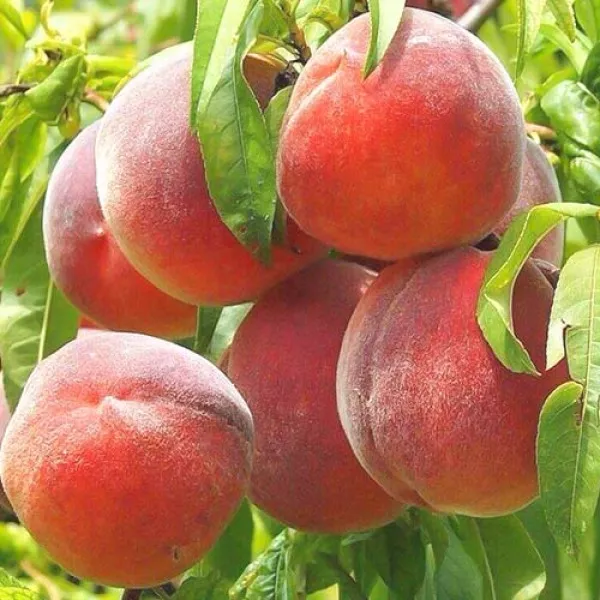 Broskyňa Royal Summer