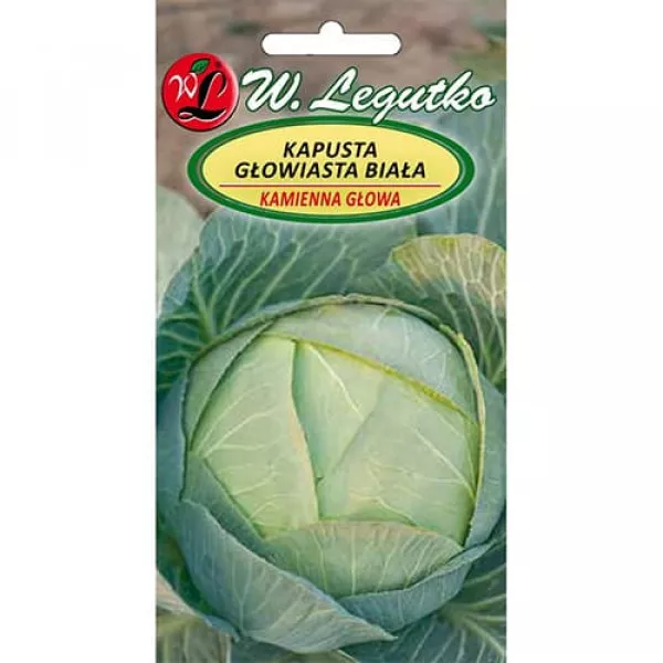 Kapusta Kamienna Glowa 2 Kapusta Kamienna Glowa 2
