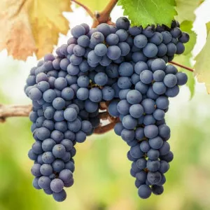 Vinič Pinot Noir