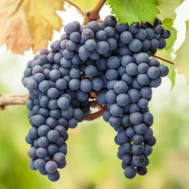 Vinič Pinot Noir