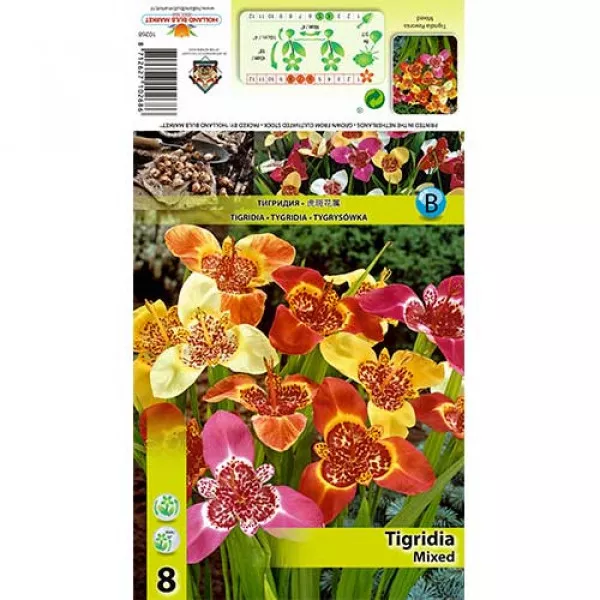 Tigrídia mix viacfarebný Tigrídia mix viacfarebný