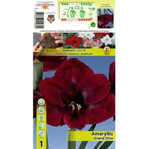 Amarylka (Amaryllis) Grand Diva