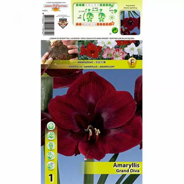 Amarylka (Amaryllis) Grand Diva