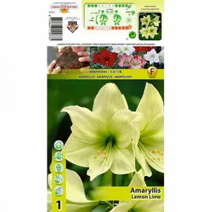 Amarylka (Amaryllis) Lemon Lime