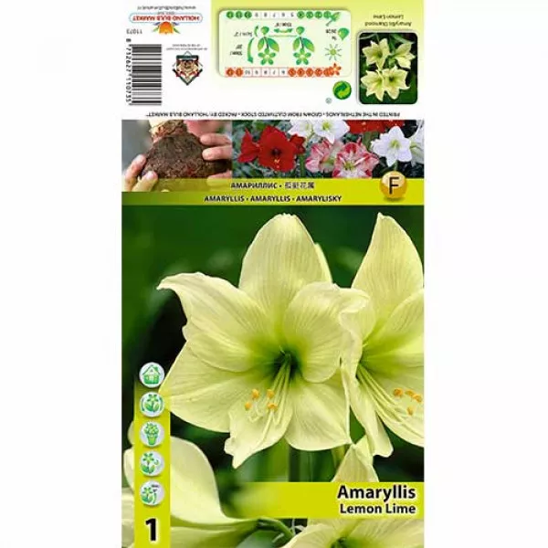 Amarylka (Amaryllis) Lemon Lime