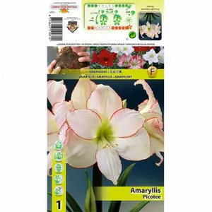 Amarylka (Amaryllis) Picotee