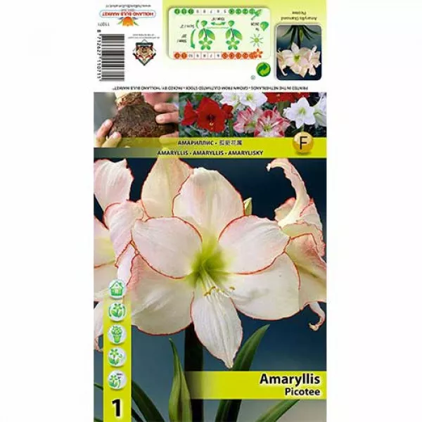 Amarylka (Amaryllis) Picotee Amarylka (Amaryllis) Picotee