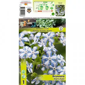 Brunnera Starry Eyes