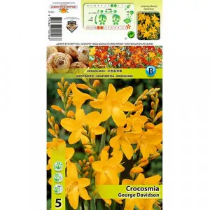 Montbrécia (Crocosmia) George Davidson