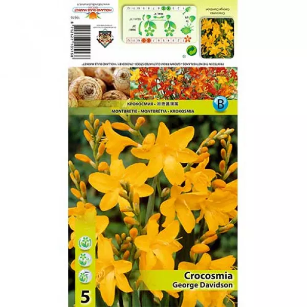 Montbrécia (Crocosmia) George Davidson Montbrécia (Crocosmia) George Davidson
