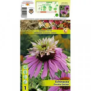 Echinacea plnokvetá Double Decker