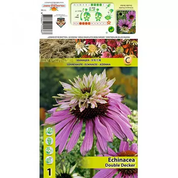 Echinacea plnokvetá Double Decker