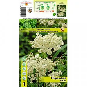 Túžobník brestový (Filipendula) bielý