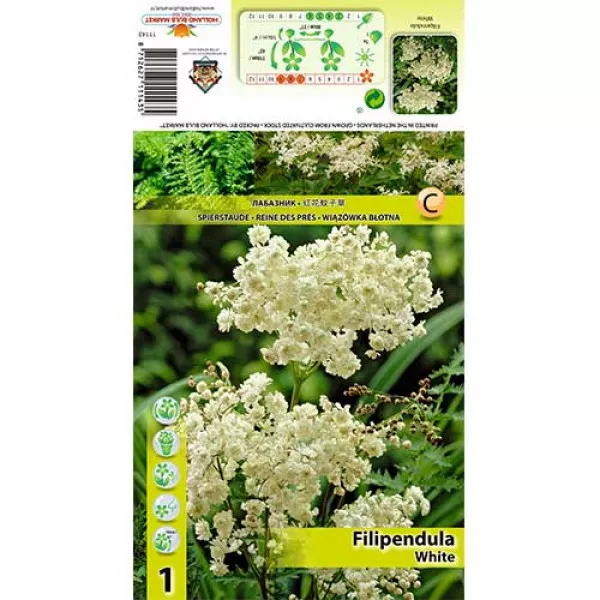 Túžobník brestový (Filipendula) bielý Túžobník brestový (Filipendula) bielý