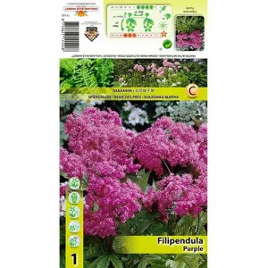 Túžobník brestový (Filipendula) fialový