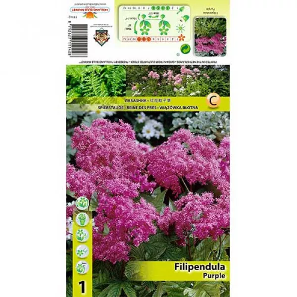 Túžobník brestový (Filipendula) fialový