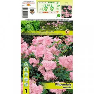 Túžobník brestový (Filipendula) Venusta